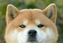 ҵжһƱԻͻжԶ?